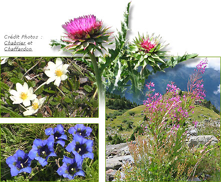 Fleurs sauvages, chardons, flore, végétation